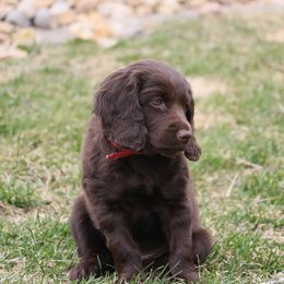 Boykin Spaniel Puppies from Bayhill Boykins