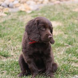 Boykin Spaniel Puppies from Bayhill Boykins