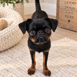 Georgie - Brussels Griffon
