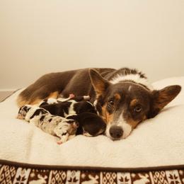 American Corgi puppies from Brunett Corgi Co