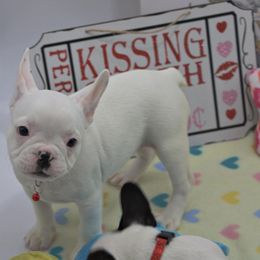 Girl 3 - White French Bulldog puppy in Houston, Texas from Kiss My Frenchies