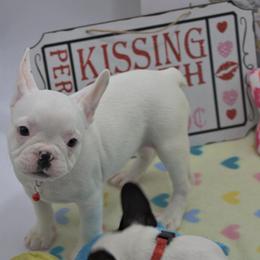Girl 3 - White French Bulldog puppy in Houston, Texas from Kiss My Frenchies