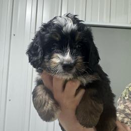 Purple - Tri-color male Bernedoodle puppy in Petersburg, Michigan from Brittany’s Mini Bernedoodles