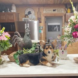 Alvin - Black and tan male Pembroke Welsh Corgi puppy in Canton, Texas from Circle M Corgis