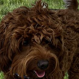 Finn - Goldendoodle