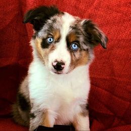 Miniature Australian Shepherds from Big Country Aussies