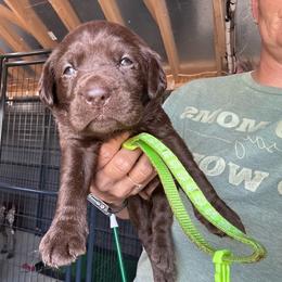 Lime Green - Chocolate female Labrador Retriever puppy in Newton Grove, North Carolina from Wayalife Labradors & Gsp’s