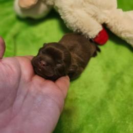 Boy 2 - Chocolate male Shih Tzu puppy in Dexter, Kentucky from Enchanting Shih tzu