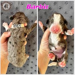 Barbie - Blue merle female Bernedoodle puppy in Banner Elk, North Carolina from Walnut Tree Bernedoodles