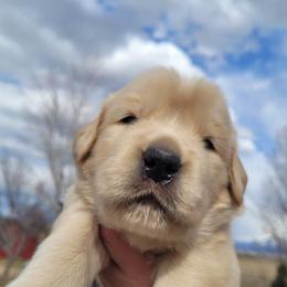 Dachshund and Golden Retriever Puppies from Grove Haven Canines
