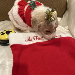 Ava - Parti female Poodle puppy in Mobile, Alabama from Semmy’s Standard Poodle LLC