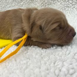 Vela - Golden female Golden Retriever puppy in Pueblo, Colorado from GR8 Goldens