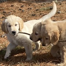 Golden Retriever Puppies from Ginn’s Golden Retrievers