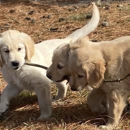 Golden Retriever Puppies from Ginn’s Golden Retrievers