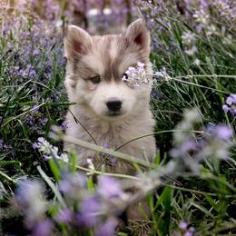 Daisy - Sable and white female Siberian Husky puppy in Bly, Oregon from Hill Top Huskies