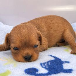 Female 1 - Ruby female Cavalier King Charles Spaniel puppy in Pennsylvania from Breezy Valley Siberians