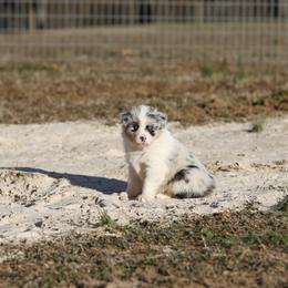 Girl 3 - female Australian Shepherd puppy in Warm Springs, Georgia from Out West Aussies