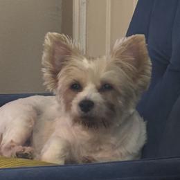 Kenzi - Yorkshire Terrier