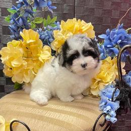 Morkie and Yorkshire Terrier Puppies from Jewels Yorkshire’s