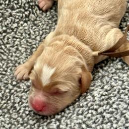 Brown collar - Caramel male Australian Labradoodle puppy in Fontana, California from Grammy's Puppy Love doodles and poodles