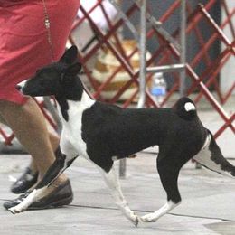 Elphaba - Basenji