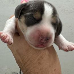 Kricket - Blue tan and white female Beagle puppy in Rogersville, Missouri from Hales Little Beagle Haven