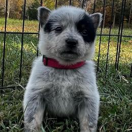 Pink Collar Girl 1 - Blue female Australian Cattle Dog puppy in Irvington, Kentucky from Dry Valley’s Australian Cattle Dogs