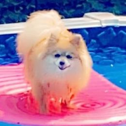 Pomeranians from Thornton Crest