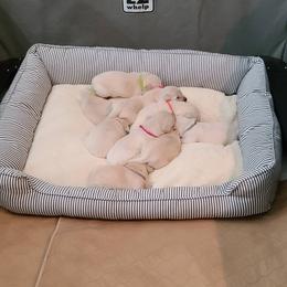 Golden Retriever Puppies from Southern Golden Retrievers