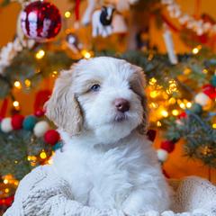 Aussiedoodle and Australian Mountain Doodle Puppies from Farmstead Doodles