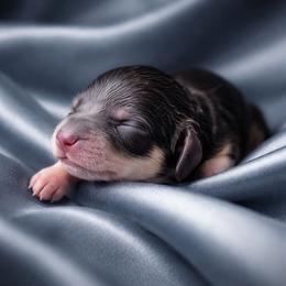 Bono AKC LH Black and cream - Black and cream male Dachshund puppy in Los Angeles, California from Sterling Dachshunds