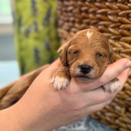 Keepsake - Red  female Goldendoodle puppy in Wharton, Texas from Little Fur Friends