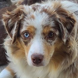 Hawley - Miniature Australian Shepherd