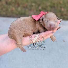 Merry - Fawn (isabella) and tan female Dachshund puppy in Bremen, Georgia from Doodles & Doxies