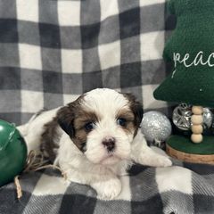 Dachshund and Shichon Puppies from J & C Puppies