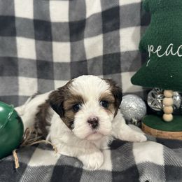 Dachshund and Shichon Puppies from J & C Puppies