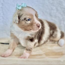 Teal collar - Red merle female Aussiedoodle puppy in 32046, Florida from River Hill Ranch
