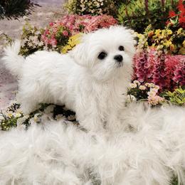 Jellybean - Maltese
