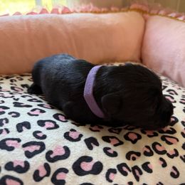 Girl 1 - Black female Miniature Schnauzer puppy in Smyrna, Tennessee from Moore's Miniature Schnauzers