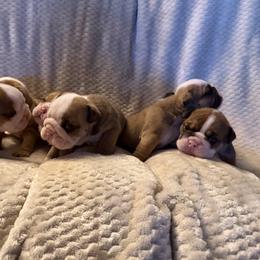 Milferd - Fawn and white male Bulldog puppy in Bradleyville, Missouri from HurstBulldogs