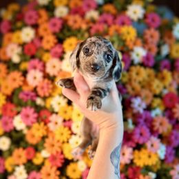 Bashful - Dapple female Dachshund puppy in Westport, Kentucky from Lonestar Creek Farm