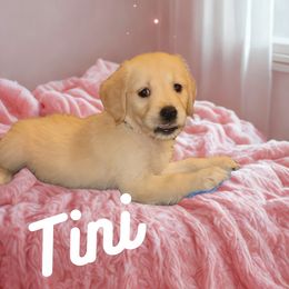 Tini (Light Pink) - Light golden female Golden Retriever puppy in Phoenix, Arizona from Ashrose Kennels