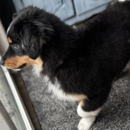 Hank - Black tri-color male Australian Shepherd puppy in Lebanon, Oregon from Mt. Hope Aussies