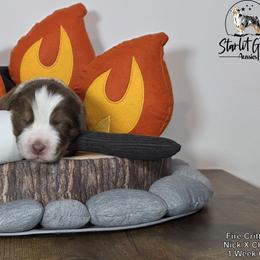 Australian Shepherd Puppies from Starlit Grove Australian Shepherds