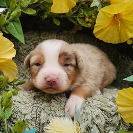 Milly - Red merle female Miniature Australian Shepherd puppy in Sandown, New Hampshire from Ashby Lou Aussies