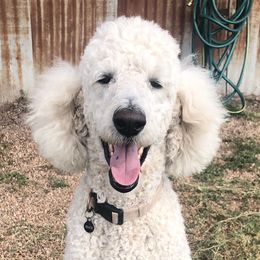 Goldendoodles and Poodles from Diamond C Doodles