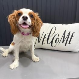 Okie - Cavalier King Charles Spaniel