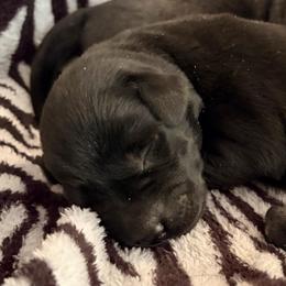 Marshmallow - Black male Labrador Retriever puppy in Richfield, Utah from Stormy River Retrievers