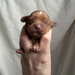 Copper (Blue) - Ruby male Cavalier King Charles Spaniel puppy in Auburn, Washington from Enchanted Cavaliers
