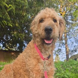 Molly - Sable female Saint Berdoodle puppy in Castle Rock, Washington from PNW Saint Berdoodles
